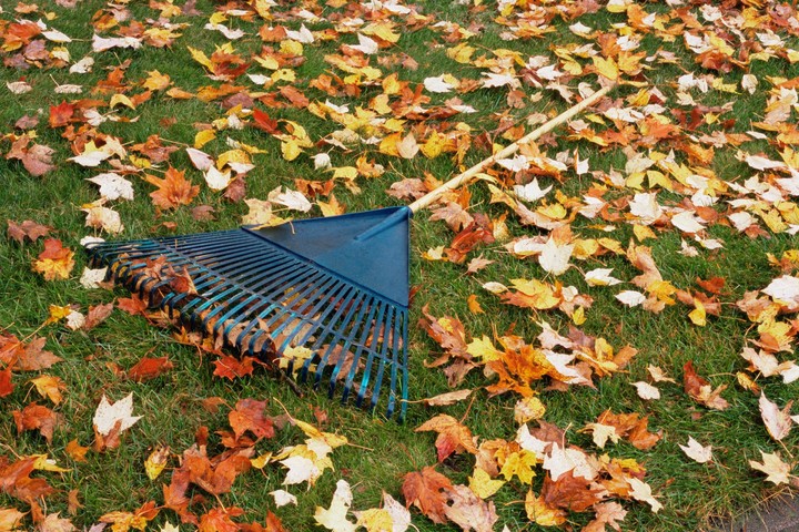 Nova zahrada - opadane listie